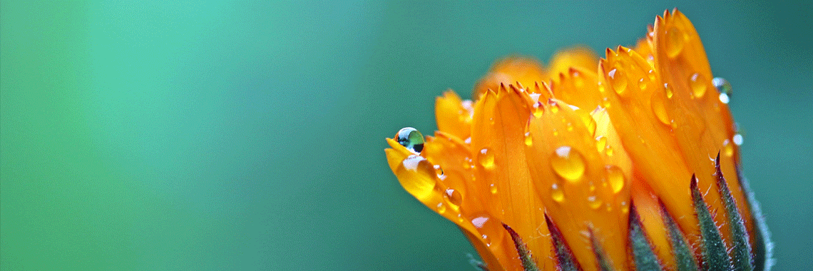 Nikon 105mm f/2.8G VR Micro: The Ultimate Dual-Purpose Precision Tool