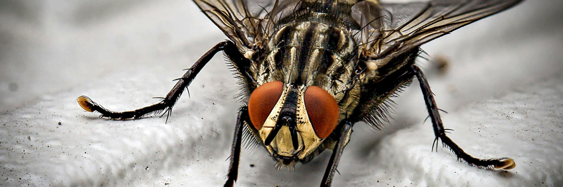 Top 5 Macro Lenses for Canon