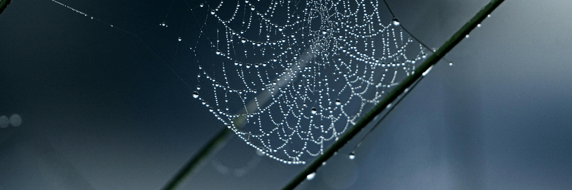 Sony A1 Mark II: Our Review