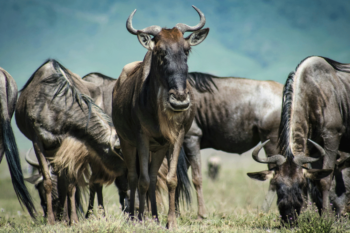 Sony FE 400mm f/2.8 GM OSS Review – Elite Performance for Sports and Wildlife Pros