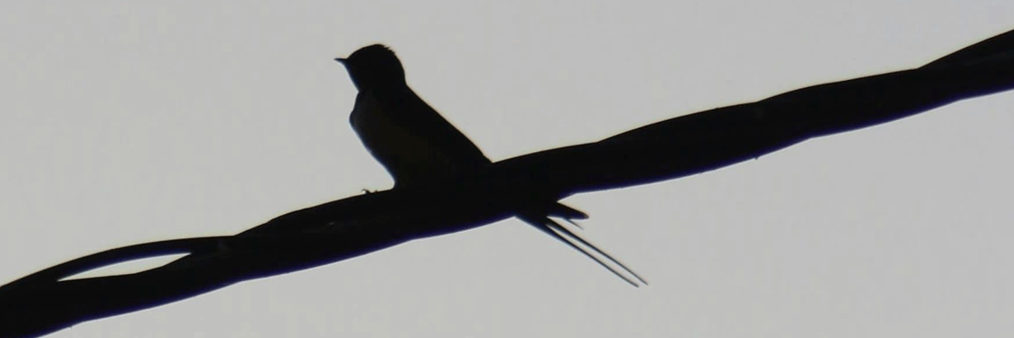 Canon EF 200mm f/2.8L II USM Review: The Telephoto Sleeper Hit You Shouldn’t Ignore