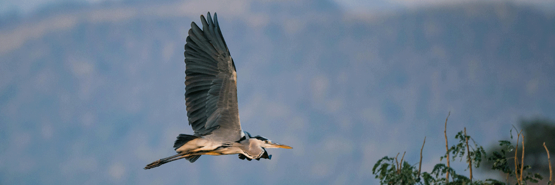 Sony FE 400mm f/2.8 GM OSS: A Professional’s Dream with a Price Tag to Match