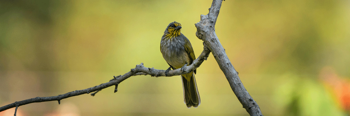 Sony FE 135mm f/1.8 GM Review – The Ultimate Telephoto Prime for Portrait Perfection