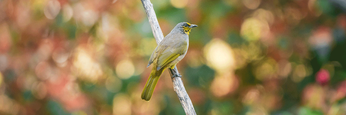 Canon EF 100mm f/2.8L Macro IS USM Review: Precision Meets Versatility